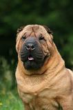 SHAR-PEI 976